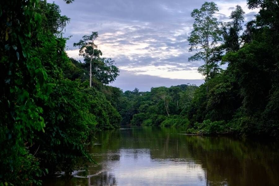 Paesaggio della foresta amazzonica, con una fitta vegetazione tropicale che costeggia un corso d’acqua. Gli alberi si riflettono sulla superficie dell’acqua, mentre sullo sfondo si apre un cielo nuvoloso.