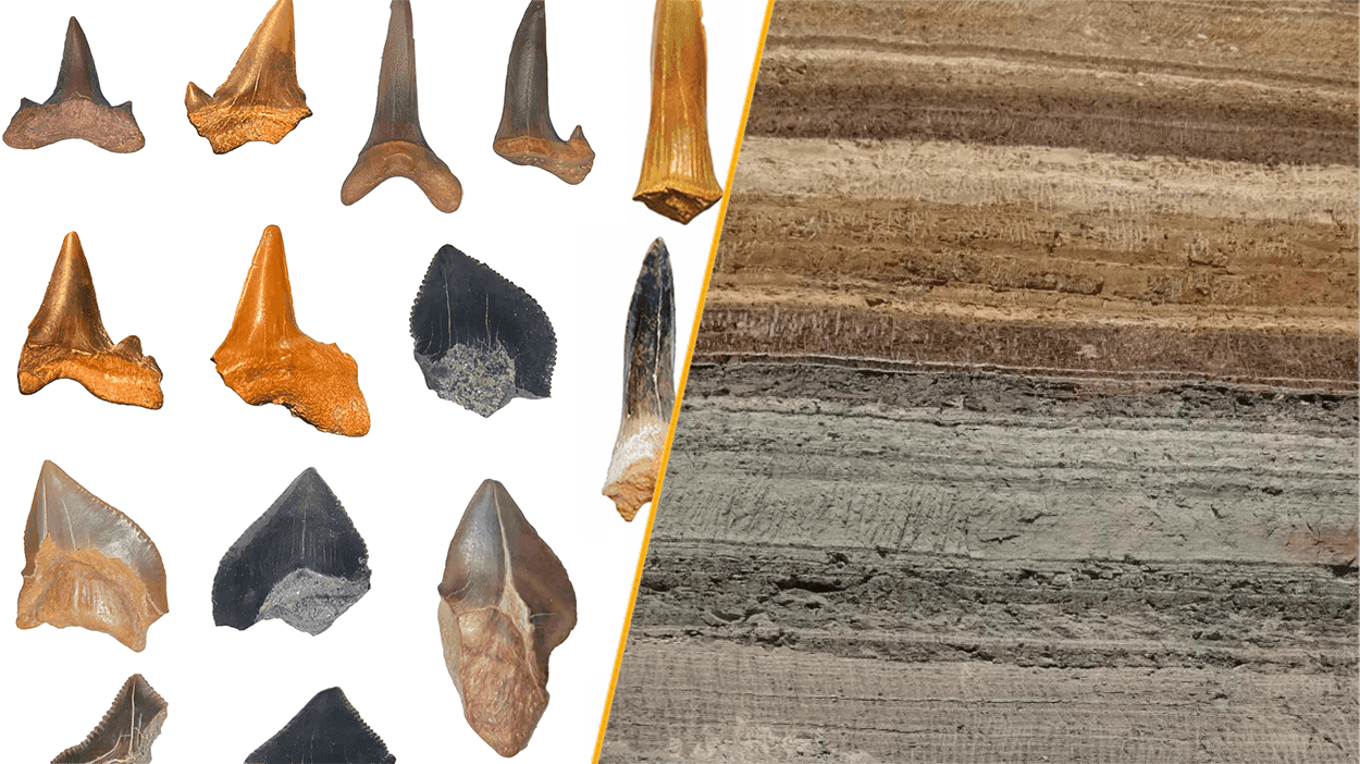 A sinistra diversi denti fossili di squalo su sfondo bianco; a destra una sezione ravvicinata di strati rocciosi sedimentari.